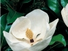 Magnolia grandiflora 